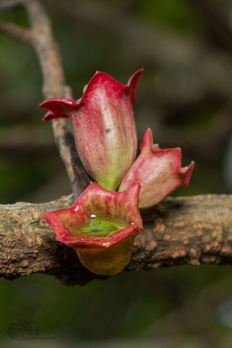 Tolypanthus lageniferus (Indian tolyanthus) — photo