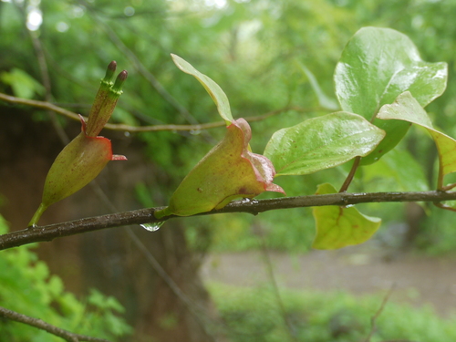 Tolypanthus lageniferus (Indian tolyanthus) — photo