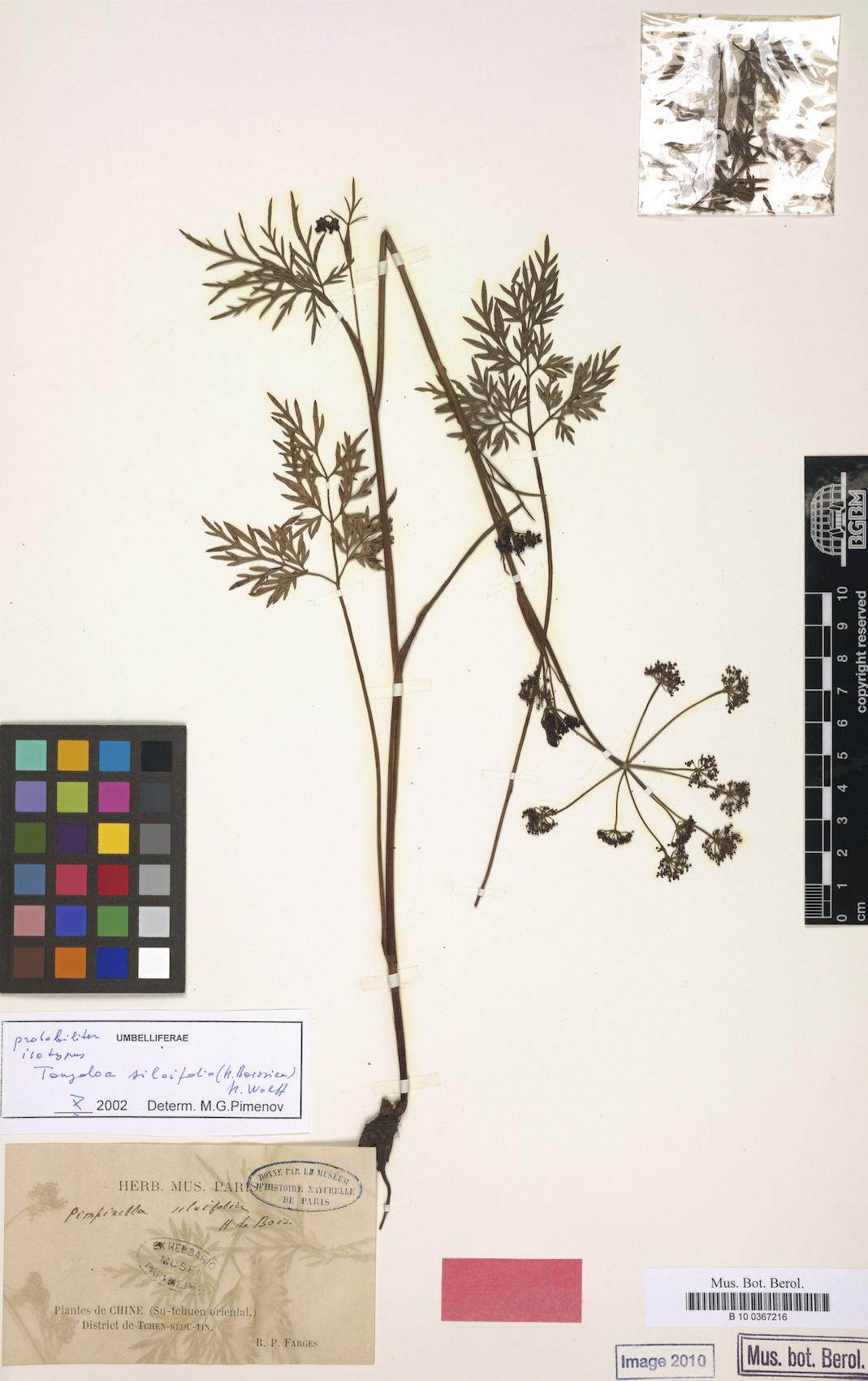 Tongoloa silaifolia