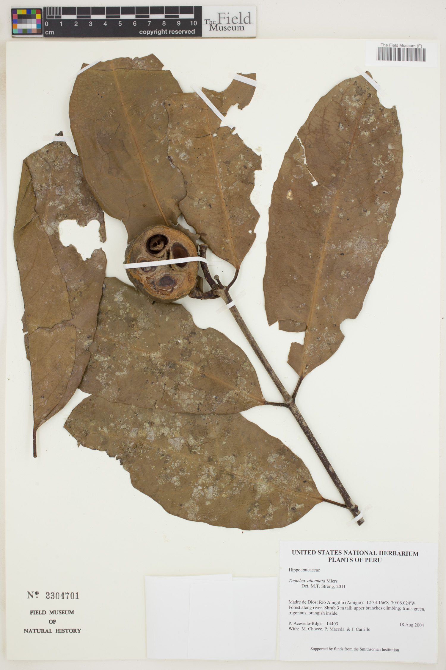 Tontelea attenuata (Tapering tontelea) — photo