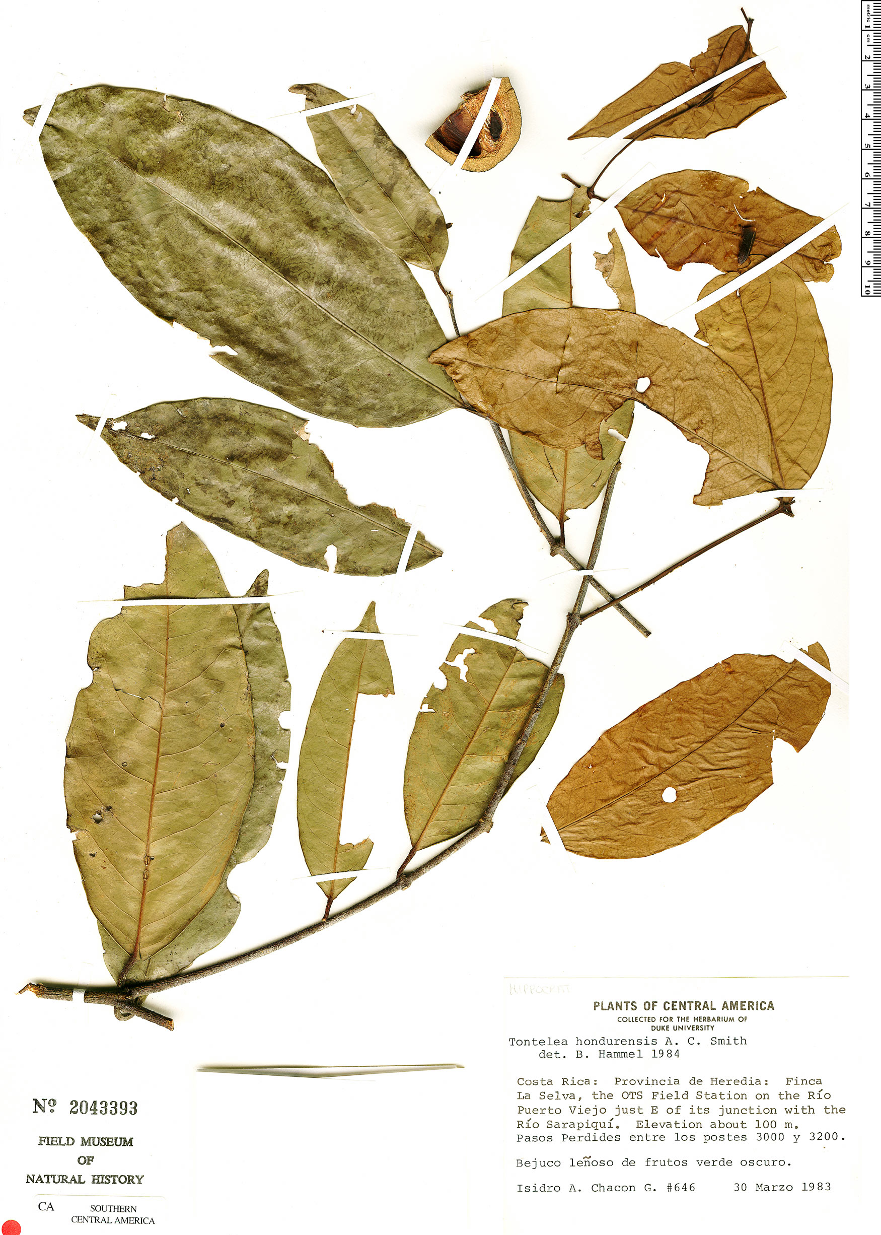 Tontelea hondurensis (Honduras tontelea) — photo