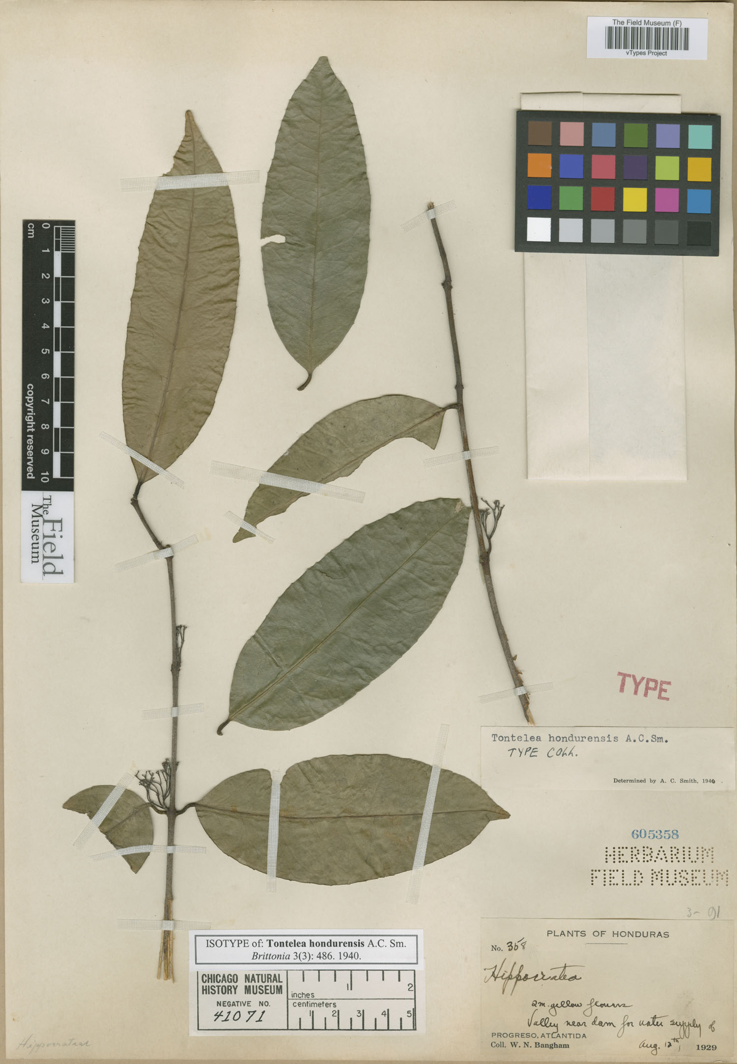 Tontelea hondurensis (Honduras tontelea) — photo
