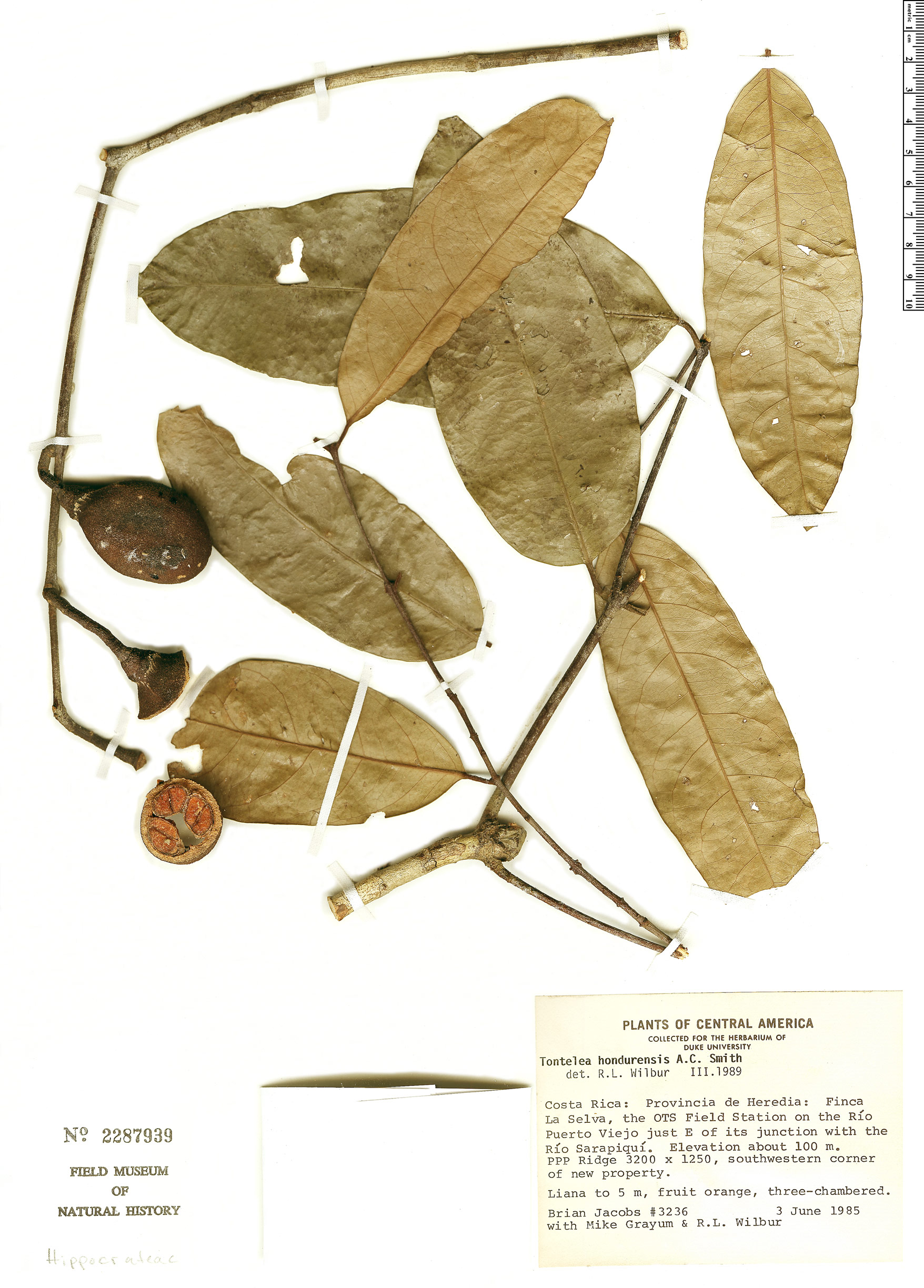 Tontelea hondurensis (Honduras tontelea) — photo