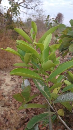 Tontelea micrantha (Bacu Pari) — photo