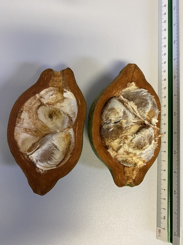 Tontelea passiflora