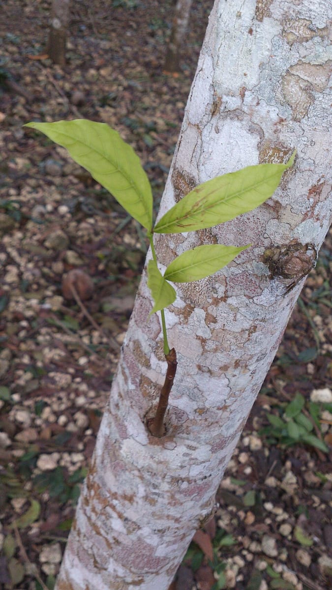 Toona calantas (Philippines cedar) — photo