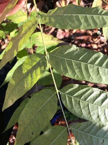 Toona sinensis (Chinese cedar) — photo