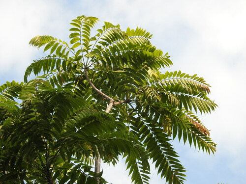 Toona sinensis