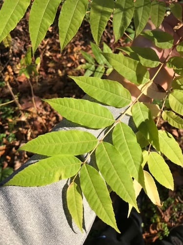 Toona sinensis (Chinese cedar) — photo