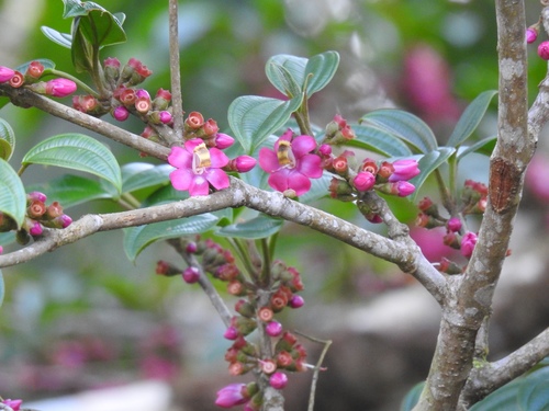 Topobea floribunda — photo