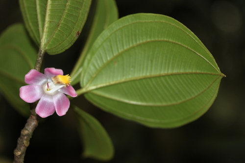 Topobea floribunda — photo