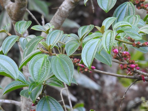 Topobea floribunda