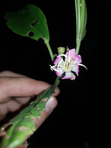Topobea watsonii