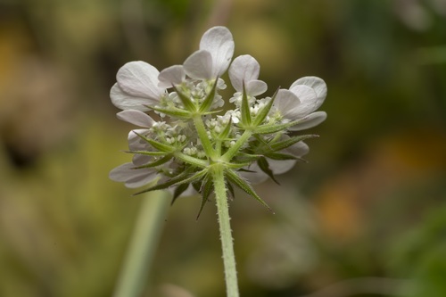 Tordylium aegaeum — photo