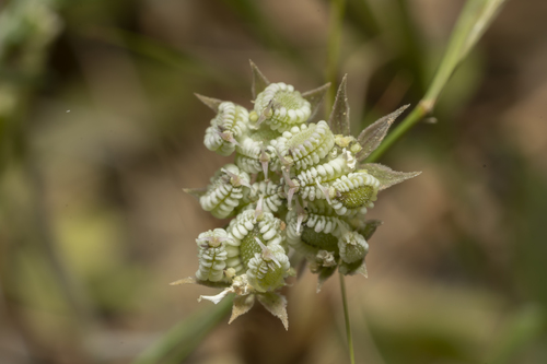 Tordylium aegaeum — photo