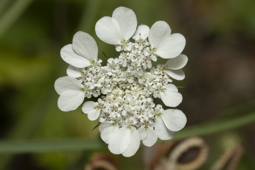 Tordylium aegaeum