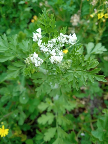 Tordylium aegyptiacum (Egyptian hornwort) — photo