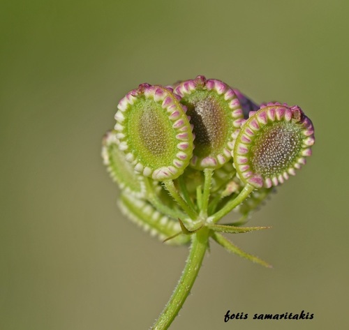 Tordylium apulum (Roman pimpernel) — photo