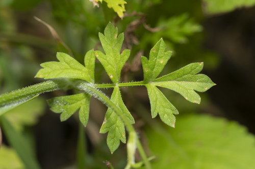 Tordylium apulum (Roman pimpernel) — photo