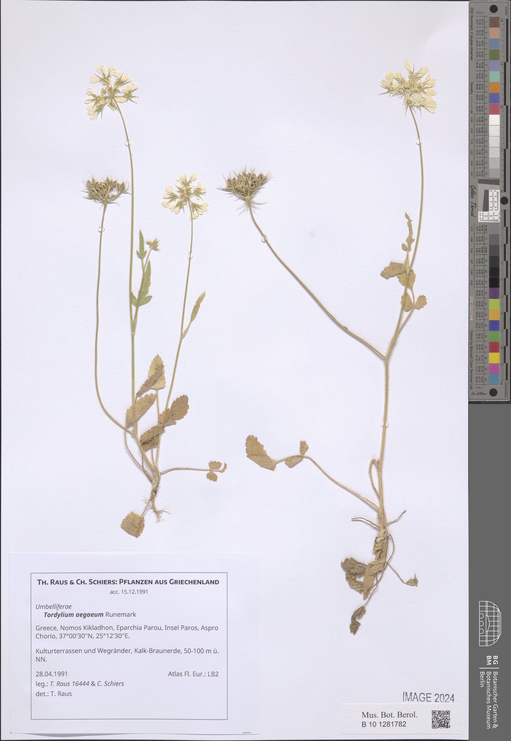 Tordylium argaeum