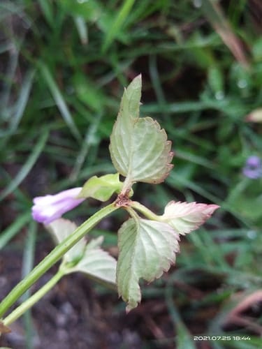 Torenia diffusa — photo