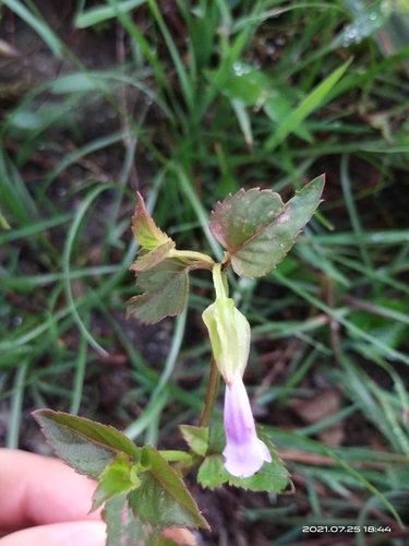 Torenia diffusa