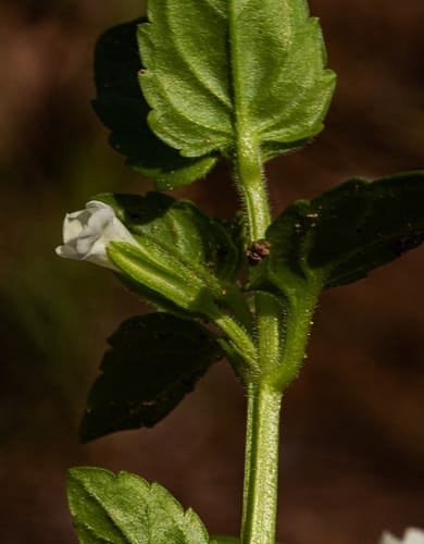Torenia thouarsii — photo