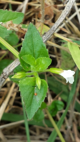 Torenia thouarsii