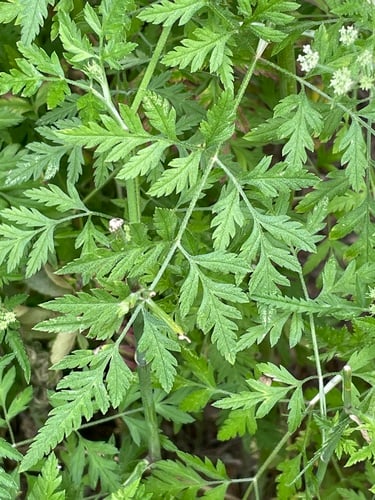 Torilis arvensis (Spreading hedge parsley) — photo