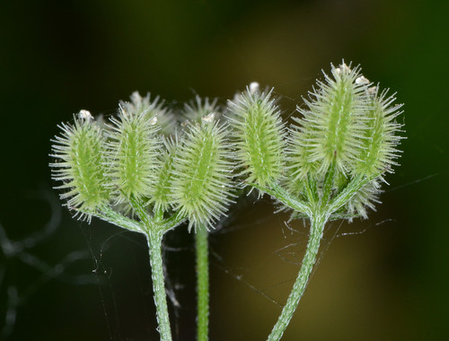 Torilis arvensis (Spreading hedge parsley) — photo
