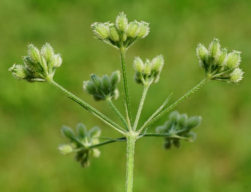 Torilis japonica (Upright hedge parsley) — photo