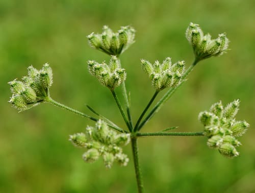 Torilis japonica (Upright hedge parsley) — photo