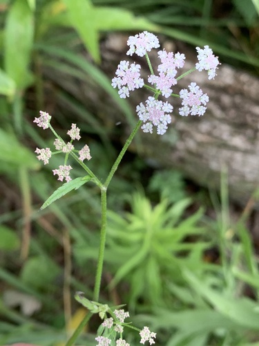 Torilis japonica