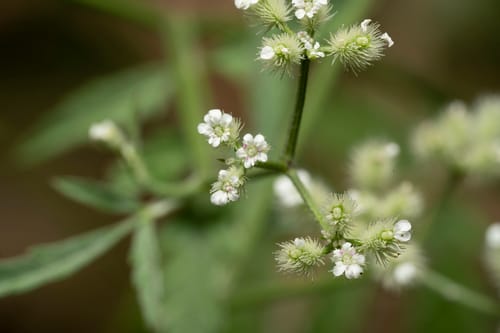 Torilis leptophylla — photo