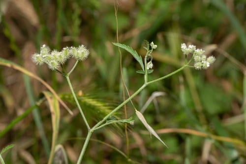 Torilis leptophylla — photo
