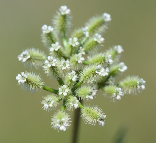 Torilis leptophylla