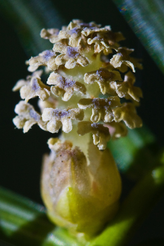 Torreya californica (California Nutmeg Tree) — photo