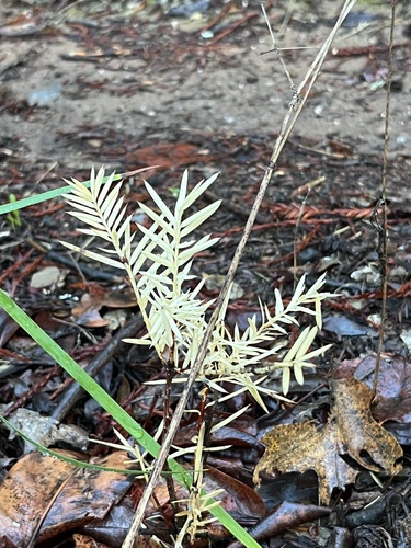 Torreya californica