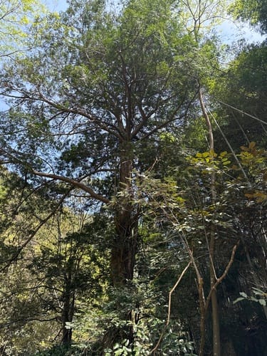 Torreya grandis (Chinese nutmeg-yew) — photo