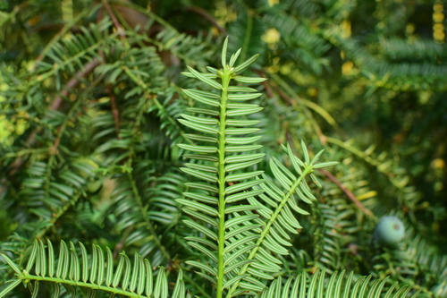 Torreya grandis var. yunnanensis