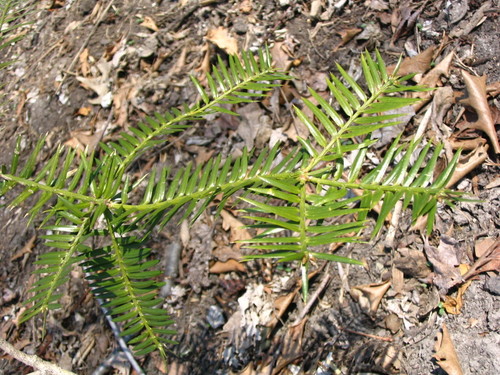 Torreya grandis var. yunnanensis (Yunnan nutmeg yew) — photo