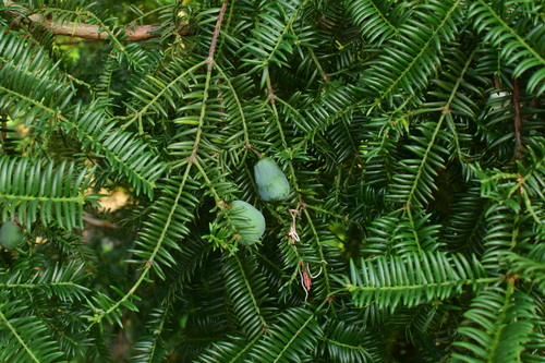 Torreya grandis var. yunnanensis (Yunnan nutmeg yew) — photo