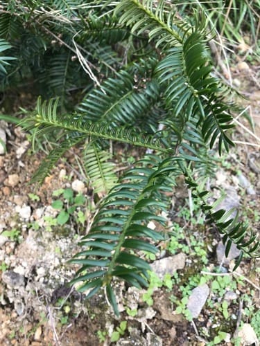 Torreya grandis (Chinese nutmeg-yew) — photo