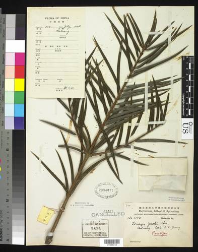 Torreya jackii