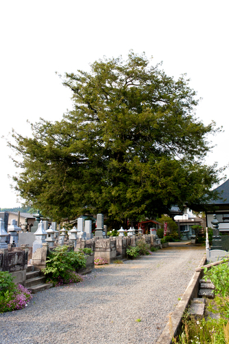 Torreya nucifera (Japanese Torreya) — photo