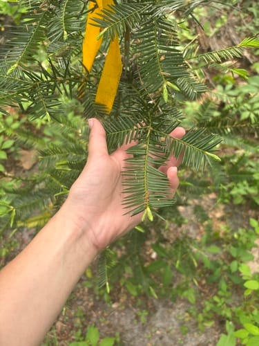 Torreya taxifolia (Florida torreya) — photo