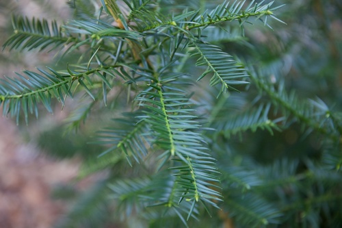 Torreya taxifolia