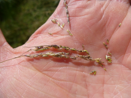 Torreyochloa pauciflora (Weak mannagrass) — photo