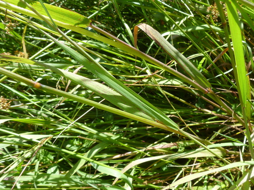 Torreyochloa pauciflora (Weak mannagrass) — photo