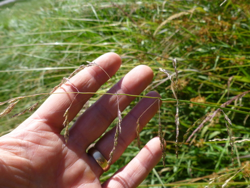 Torreyochloa pauciflora